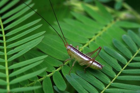 insectsの写真素材