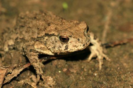 bufo toads