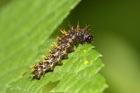 insects の写真素材