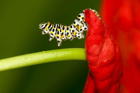 insects の写真素材