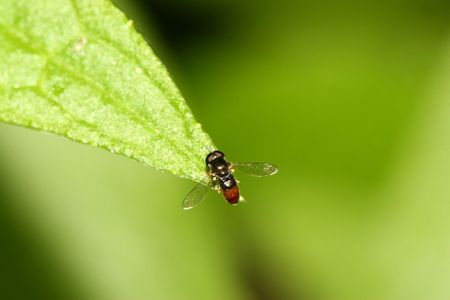 insects
