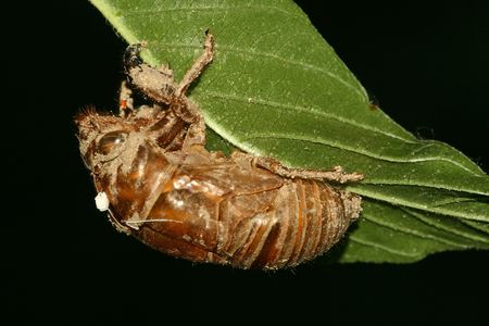 insects shell