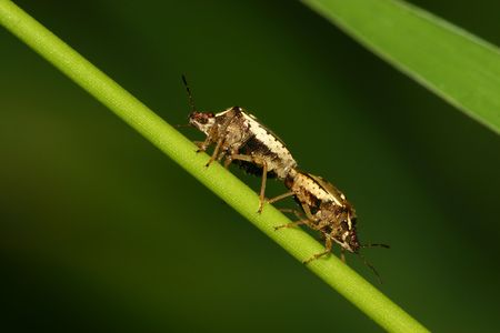 Stinkbug