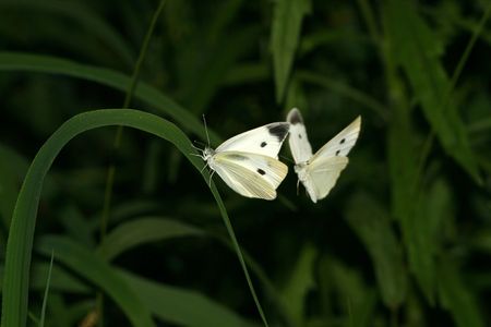 white crataegiの写真素材
