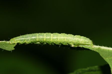 insects