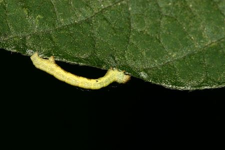 ceometrid