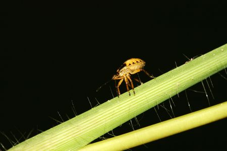 stinkbug