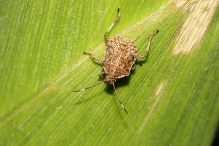 stinkbug