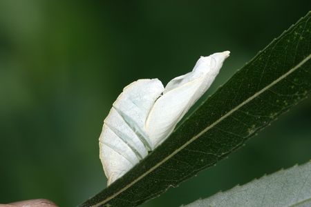 pupa shellの写真素材