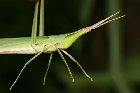 locust の写真素材