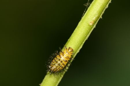 ladybugの写真素材