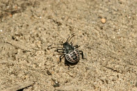 stinkbug