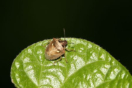 stinkbug