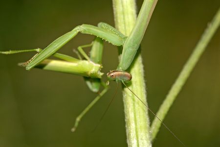 mantisの写真素材