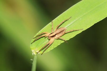 spiderの写真素材
