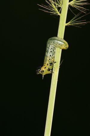 insects