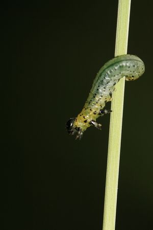 insectsの写真素材