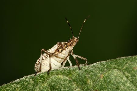 stinkbug