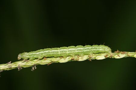 insects