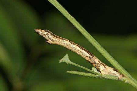 ceometrid