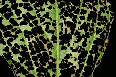 leavesの写真素材