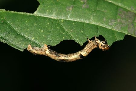 ceometrid