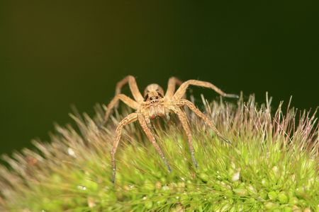 spider