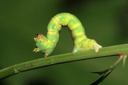 insects