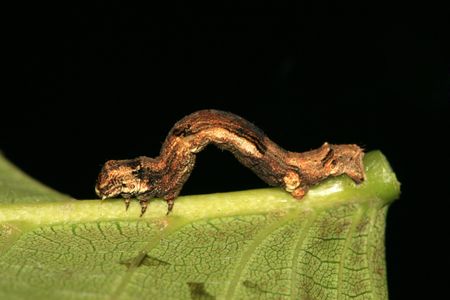 ceometrid