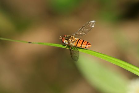 syrphidae insects