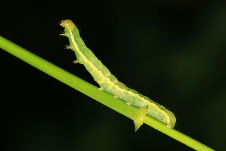 insectsの写真素材