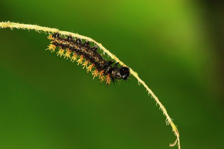 insectsの写真素材