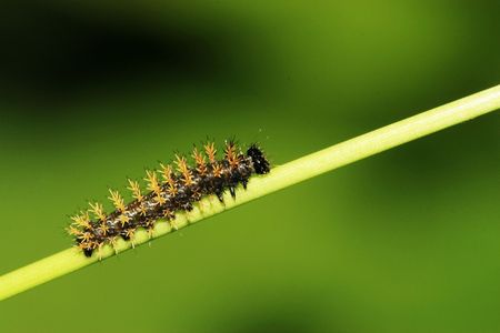 insectsの写真素材