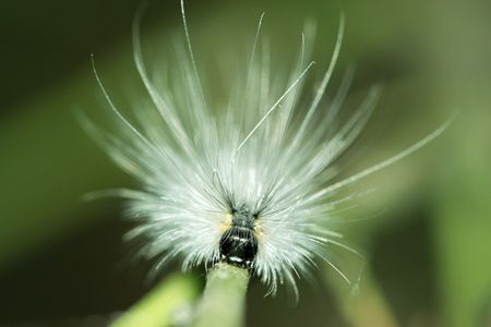 caterpillar の写真素材