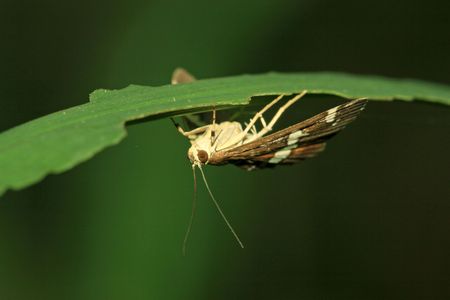 insectsの写真素材