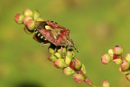 stinkbugの写真素材