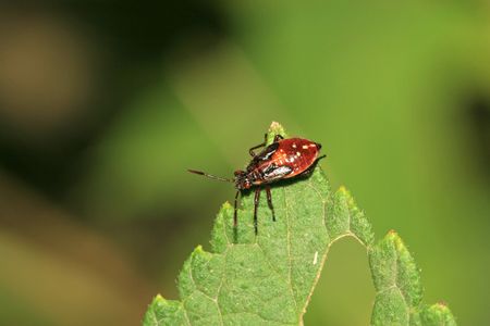 stinkbug