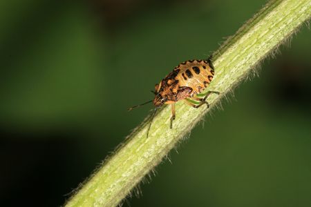 stinkbugの写真素材