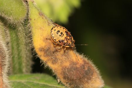 stinkbug