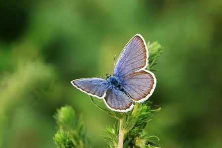 butterflyの写真素材