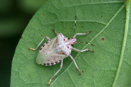 stinkbug