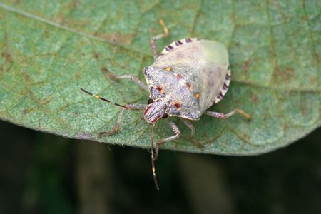 stinkbug