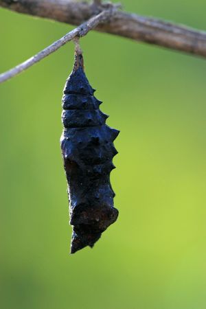 insectsの写真素材