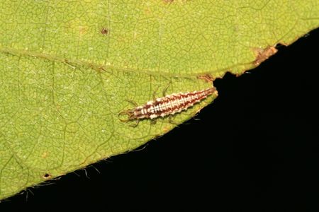 insectsの写真素材