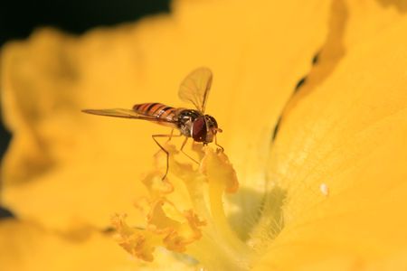 syrphidae insects