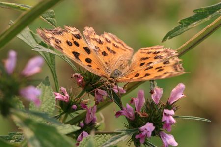 butterfly