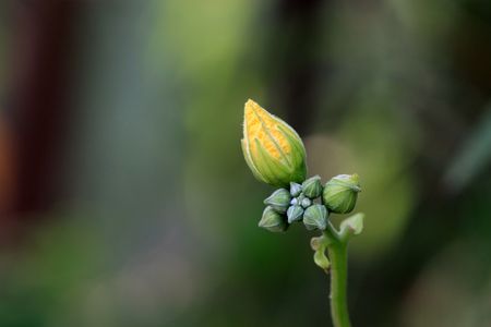 luffa flowersの写真素材