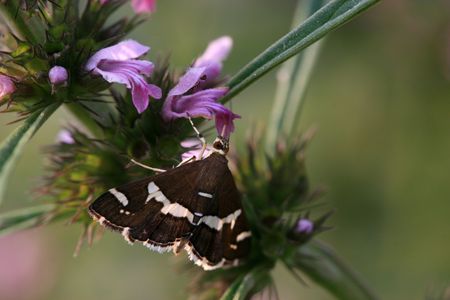 insects