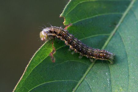 insects