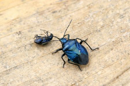 stinkbug